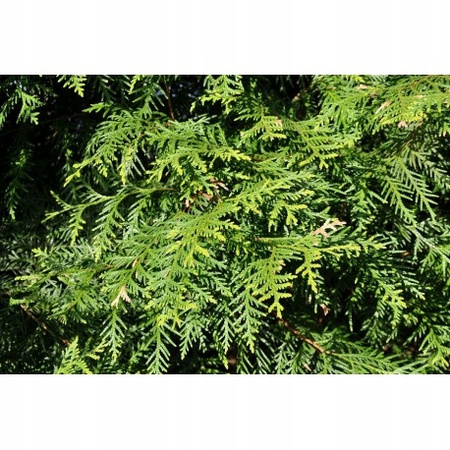 FLOROVIT – NAWÓZ DO TUI I ŻYWOTNIKÓW 4 KG