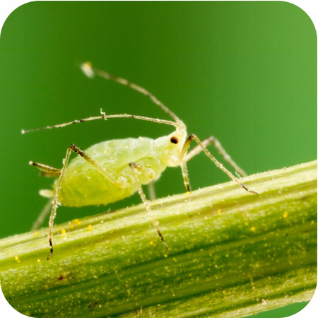 SUBSTRAL – RÓŻA 2W1 KOMPLEKSOWA OCHRONA 2W1 RÓŻE 800ML