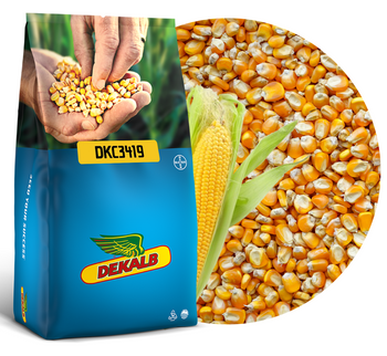 KUKURYDZA DEKALB - DKC3419