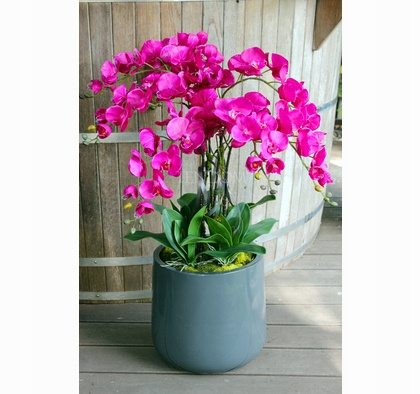 AGRECOL – ŻEL DO BUKSZPANÓW 1 L