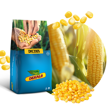 KUKURYDZA DEKALB - DKC3305