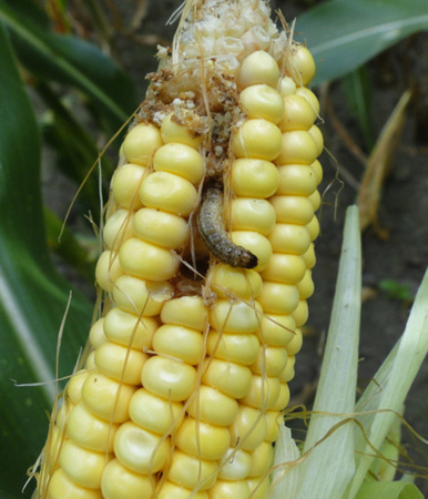 AGRECOL – KARATE ZEON 050 CS ŚRODEK OWADOBÓJCZY NA MSZYCE STONKĘ I GĄSIENIC