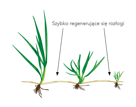 BARENBRUG RPR LAWN 1 KG - TRAWA SPORTOWA ODPORNA NA DEPTANIE