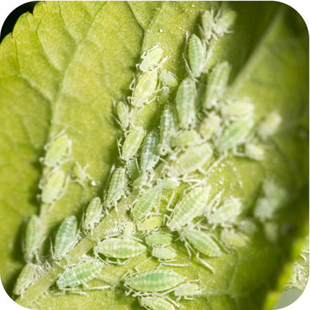 SUBSTRAL - RÓŻA 2W1 KOMPLEKSOWA OCHRONA 100 ML