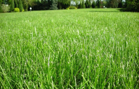 SIARKOPOL – NAWÓZ AZOTOWY DO TRAWY WYBARWIAJĄCY I WZMACNIAJĄCY KORZENIE 25 KG