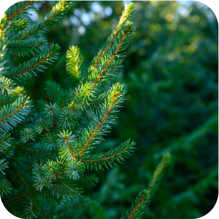 FLOROVIT – WIELOSKŁADNIKOWY NAWÓZ DO BORÓWEK I ROŚLIN KWAŚNOLUBNYCH 5 KG