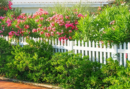 AGRECOL – ŻEL DO OLIWEK I OLEANDRÓW 250 ML