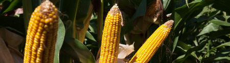 KUKURYDZA DEKALB - DKC3419