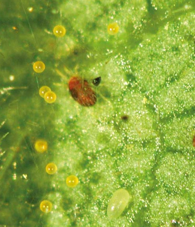 AGRECOL – ORTUS 05 SC ŚRODEK OWADOBÓJCZY NA SZPECIELE I PRZĘDZIORKI 50 ML