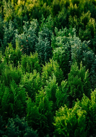 FLOROVIT – NAWÓZ DO TUI I ŻYWOTNIKÓW 4 KG