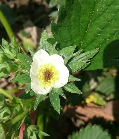 AGRECOL – ORTUS 05 SC ŚRODEK OWADOBÓJCZY NA SZPECIELE I PRZĘDZIORKI 50 ML