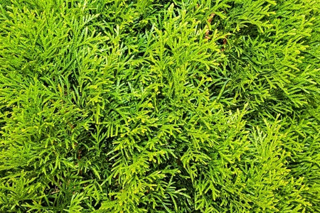 FLOROVIT – NAWÓZ DO TUI I ŻYWOTNIKÓW 5 KG