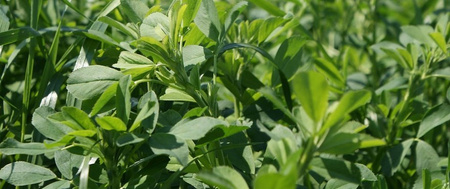 BARENBRUG LUCERNE PLUS BG-12 15kg - lucerna z koniczyną