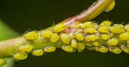 SUBSTRAL – POLYSECT BUKSZPAN OWADOBÓJCZY NA ĆMĘ BUKSZPANOWĄ 100 ML