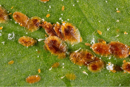 SUBSTRAL – POLYSECT BUKSZPAN OWADOBÓJCZY NA ĆMĘ BUKSZPANOWĄ 100 ML