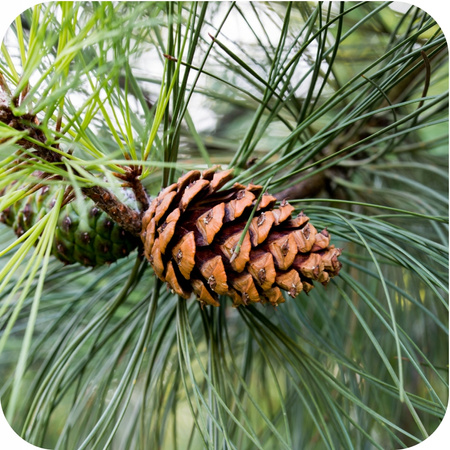 FLOROVIT – WIELOSKŁADNIKOWY NAWÓZ DO BORÓWEK I ROŚLIN KWAŚNOLUBNYCH 5 KG