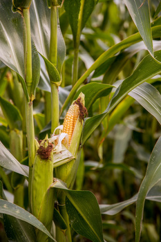 Kukurydza - DKC 3474